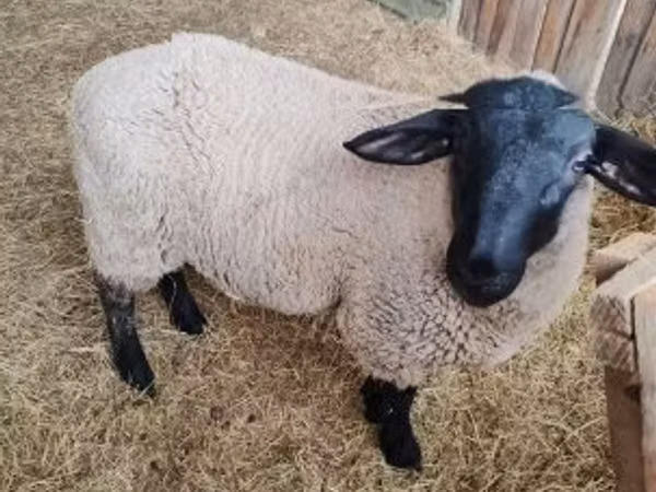 نعجة, White Suffolk sheep