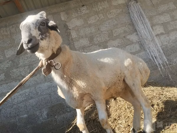 Bélier, Moutons