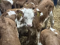 Cattle (batch, sex not specified), Cattle — photo 7