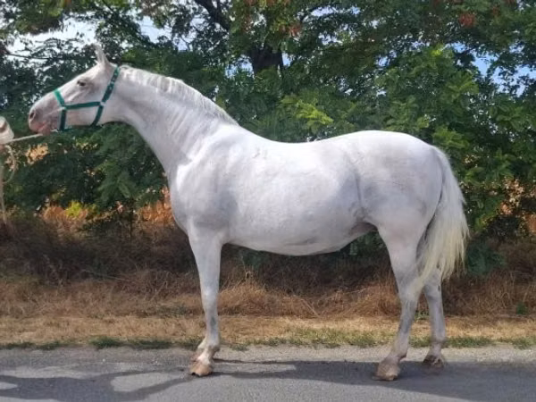 母马, Lipizzaner