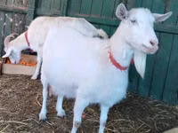 Cabra, Pomellata goat — foto 2
