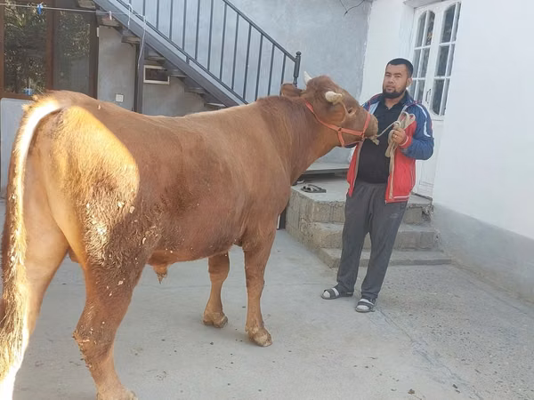 Taureau, Vache limousine
