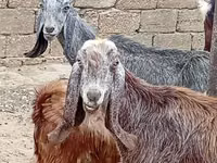 Chèvre, Damask goat — photo 3