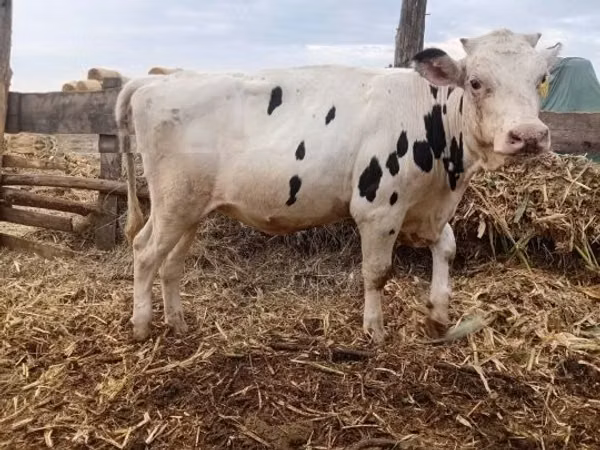 فرس, Holstein