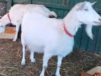 Cabra, Pomellata goat — foto 1
