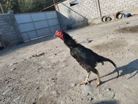 मलय गेम — फ़ोटो 2