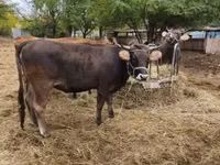 Vache, Race brune des Carpates — photo 8