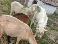 Widder, Merino sheep — Foto 1