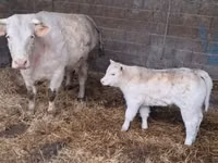 Bulle, Charolais cattle — Foto 5