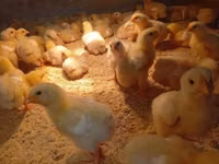 Chickens — photo 3