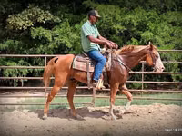 公马, American paint horse — 照片 1