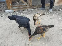Chickens — Foto 5