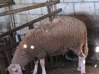 公羊, Baerchuke sheep — 照片 5