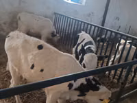 सांड, Russian Black pied cattle — फ़ोटो 2