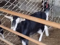 Chèvre, Alpine goat — photo 4