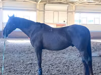 Horse (M), Budyonny horse — photo 2