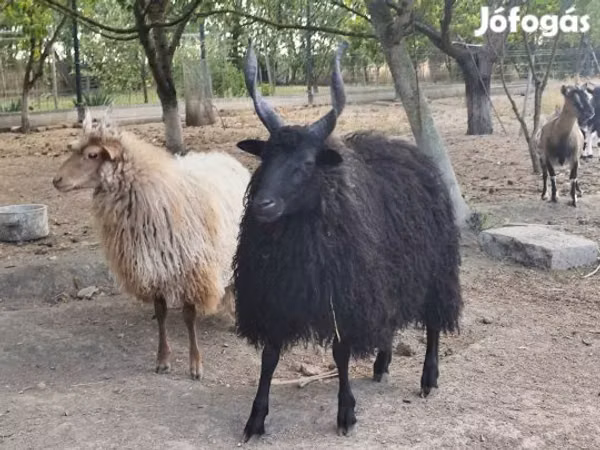 मेढ़ा, Racka sheep