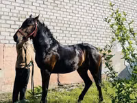 公马, Swedish warmblood horse — 照片 3