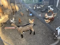 تيس, Nigerian dwarf goats — الصورة 4