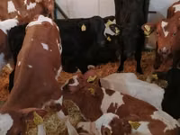 मवेशी (लॉट, लिंग निर्दिष्ट नहीं), Simmental cattle — फ़ोटो 7