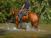 Mare, Quarter Horse — photo 7
