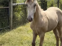 Cheval, Kentucky mountain daddle horse — photo 5