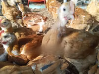 Chickens — الصورة 3