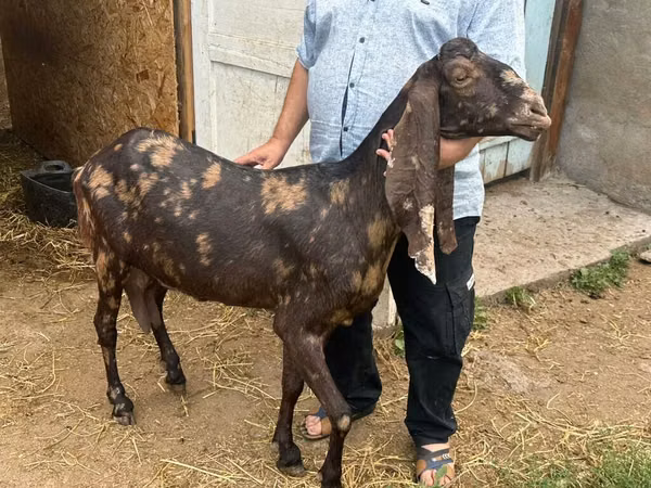 Chèvre, Kamori goats