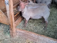 Carnero, Rouge de l’Ouest sheep — foto 2
