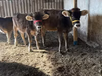 بقرة, Swiss cattle — الصورة 7