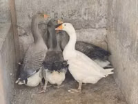 إنديان جيم — الصورة 2