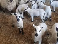 كبش, Cerry Hill sheep — الصورة 3