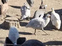 Guinea fowl — photo 1