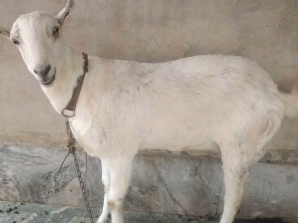 山羊（批次，未指定性别）, Barbari goats