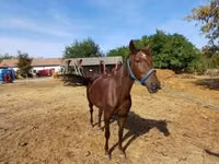 Mare, Standardbred — photo 2