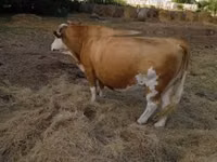 Cow, Simmental cattle — photo 2
