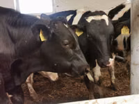 Bulle, Simmental cattle — Foto 7