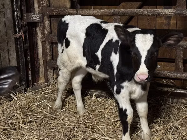 Bulle, Russian Black pied cattle