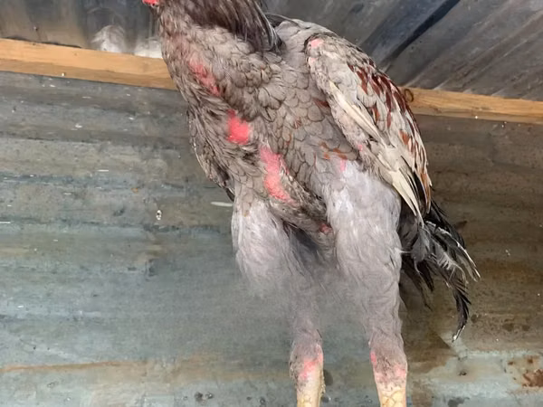 poules Shamo
