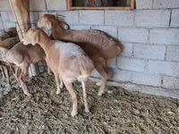 Brebis, Moutons — photo 3