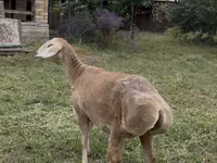 भेड़, Arashan sheep — फ़ोटो 3