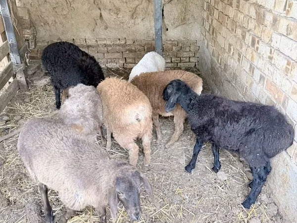 Bélier, Moutons