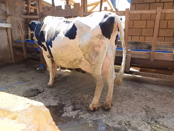 母牛, Holstein breed