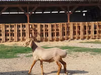 Widder, Edilbay sheep — Foto 3