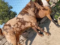 Billy Goat, Kamori goats — photo 4