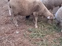 Brebis, Merino sheep — photo 4