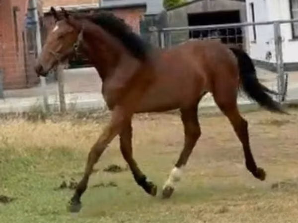 公马, Horses