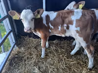 公牛, Simmental cattle — 照片 2