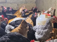 Chickens — फ़ोटो 2