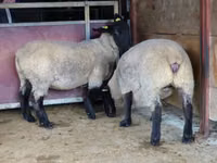 نعجة, White Suffolk sheep — الصورة 2